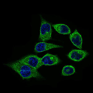 CLGN Antibody in Immunocytochemistry (ICC/IF)