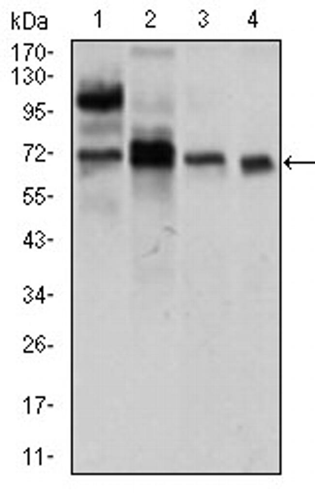 CLGN Antibody in Western Blot (WB)