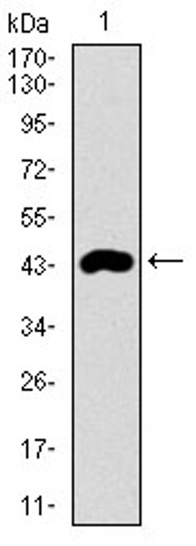 CLGN Antibody in Western Blot (WB)