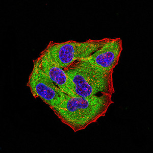 GLRB Antibody in Immunocytochemistry (ICC/IF)