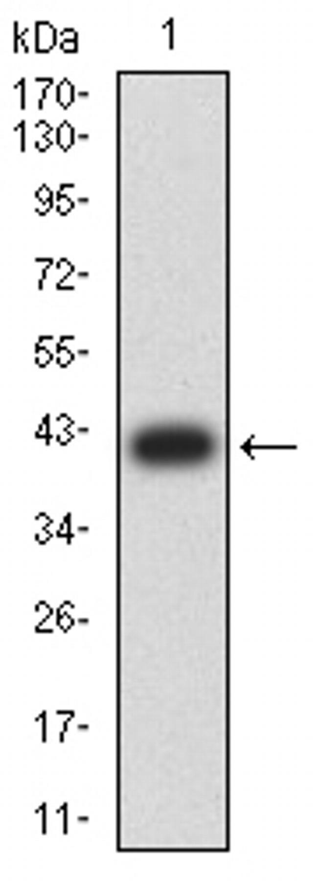 GLRB Antibody in Western Blot (WB)