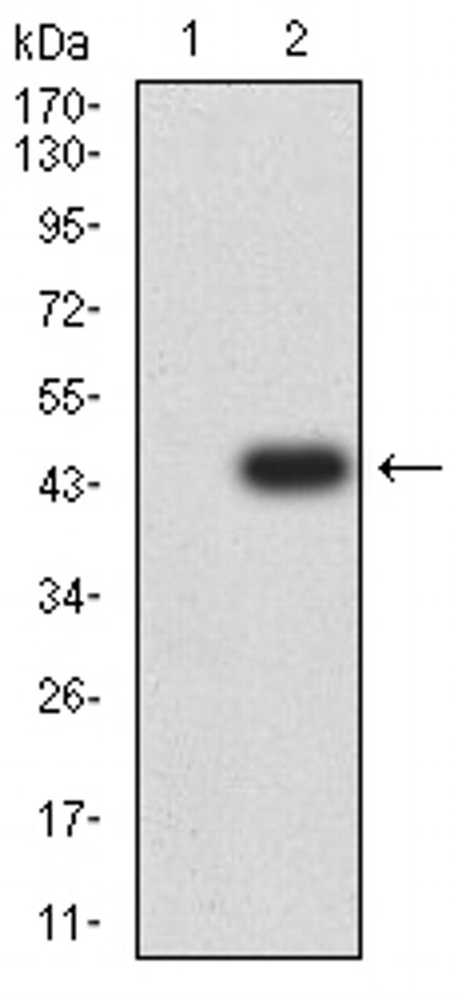 GLRB Antibody in Western Blot (WB)