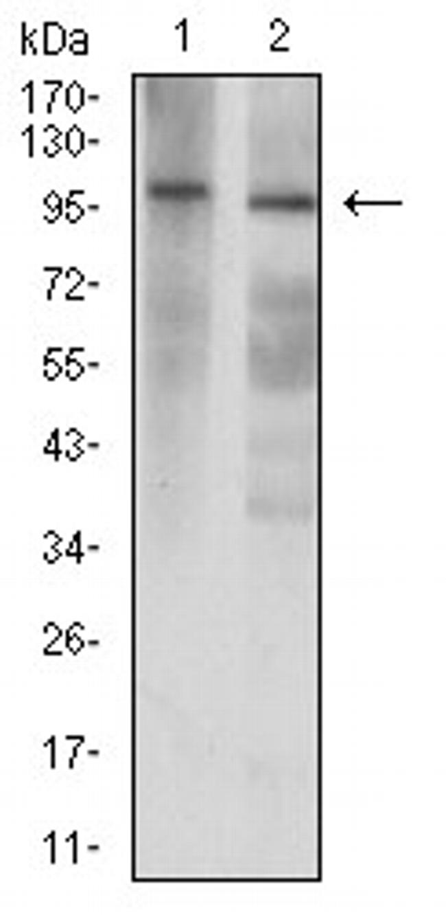 GluR7 Antibody in Western Blot (WB)