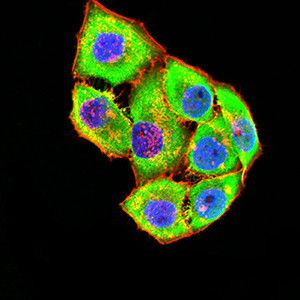 GRIK4 Antibody in Immunocytochemistry (ICC/IF)