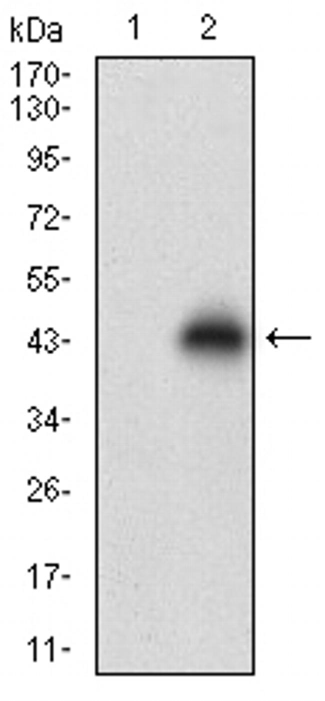 NPC1 Antibody in Western Blot (WB)