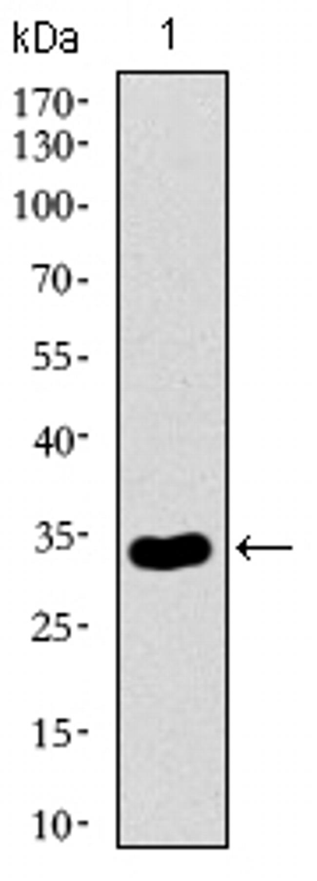 NRCAM Antibody in Western Blot (WB)