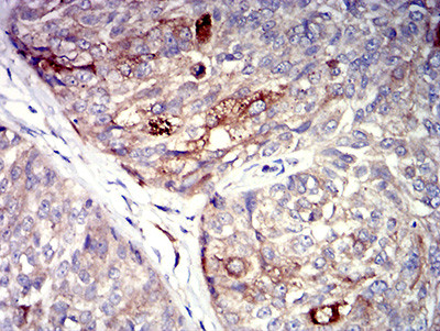 P2Y4 Antibody in Immunohistochemistry (Paraffin) (IHC (P))