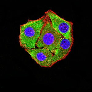 P2Y8 Antibody in Immunocytochemistry (ICC/IF)