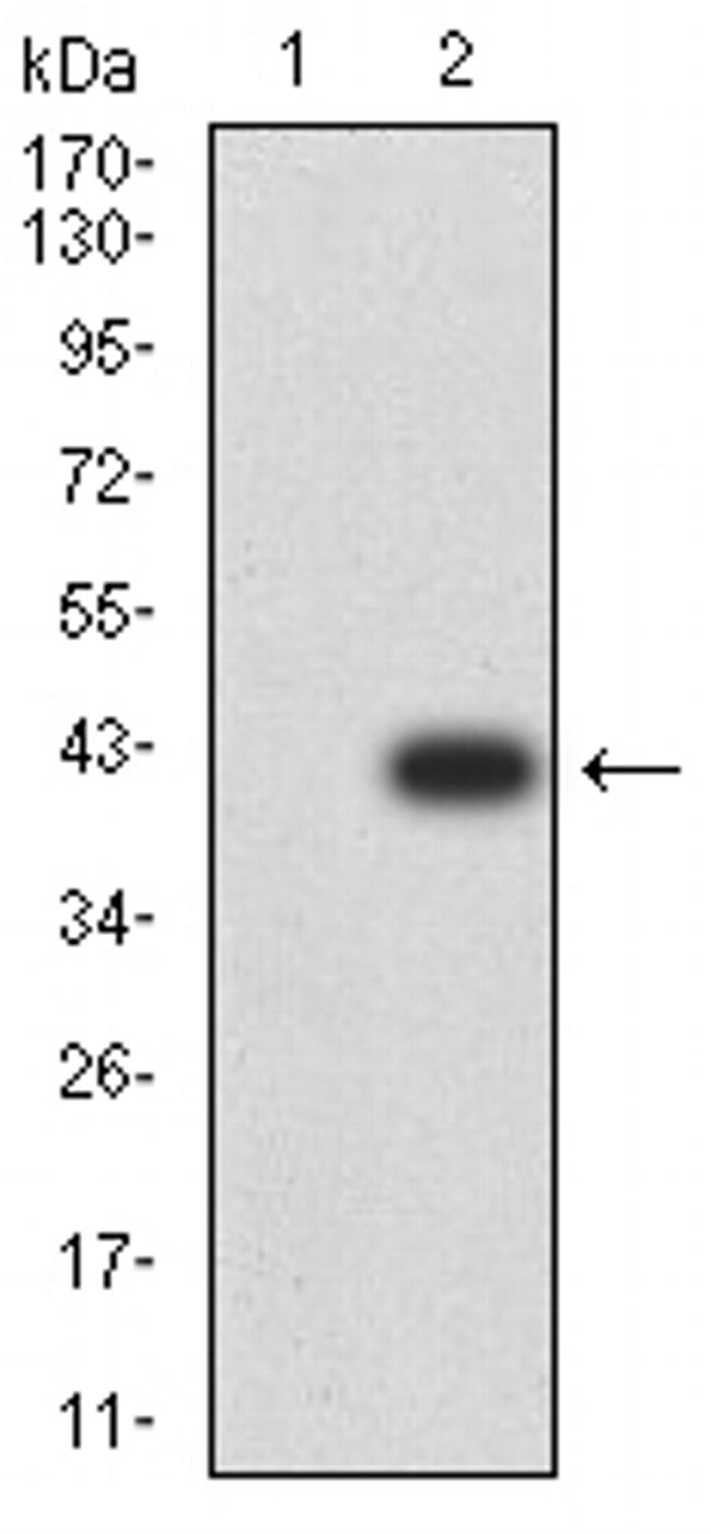 PLD2 Antibody in Western Blot (WB)