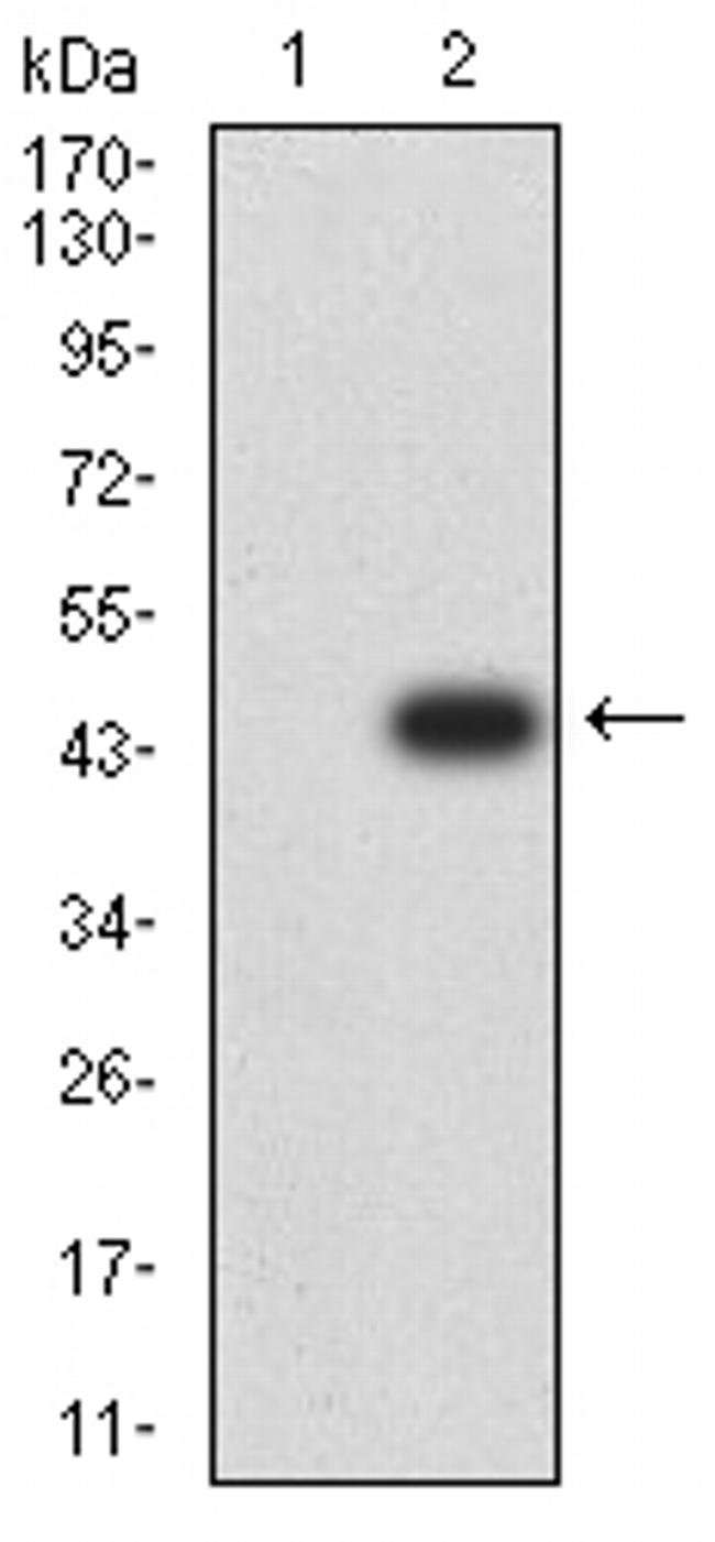 SMARCA1 Antibody in Western Blot (WB)