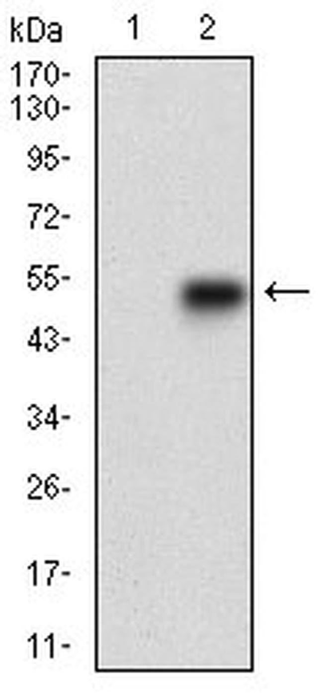 SMCP Antibody in Western Blot (WB)