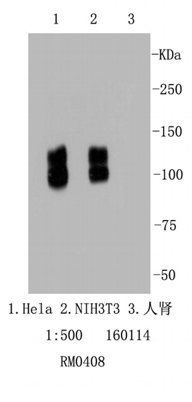 Integrin beta 1 (CD29) Antibody in Western Blot (WB)