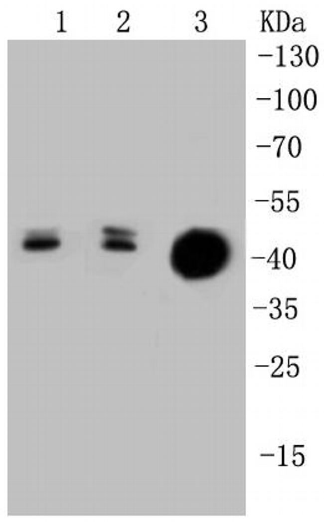 Cytokeratin 20 Antibody in Western Blot (WB)