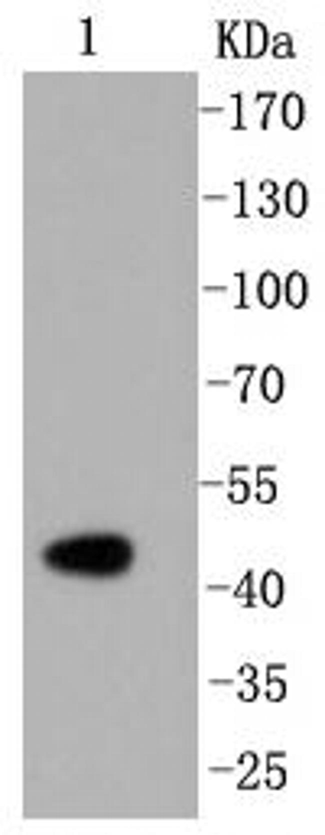 Caspase 2 Antibody in Western Blot (WB)