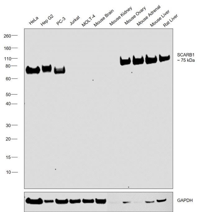 SR-BI Antibody in Western Blot (WB)