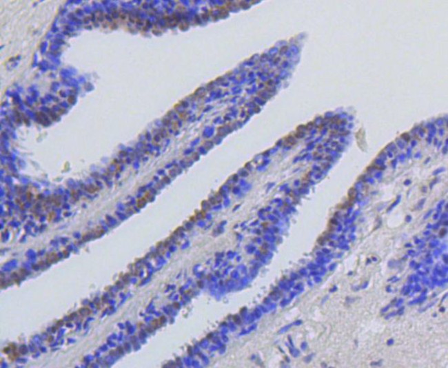 H2AK9ac Antibody in Immunohistochemistry (Paraffin) (IHC (P))