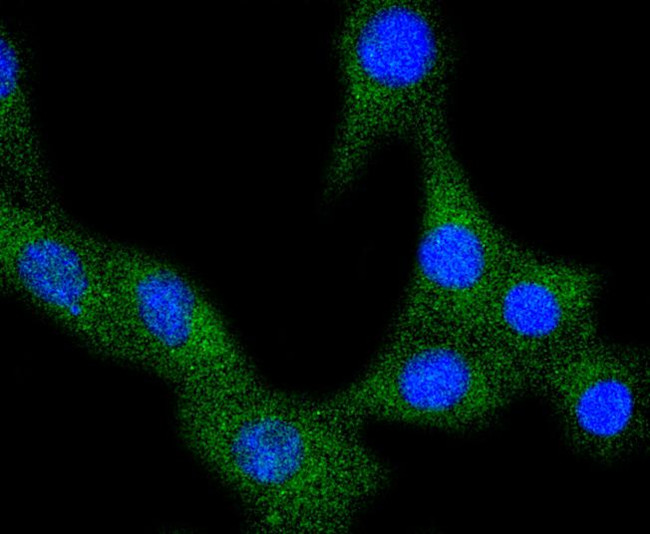 VEGF Receptor 1 Antibody in Immunocytochemistry (ICC/IF)