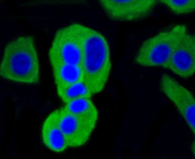 Calmodulin Antibody in Immunocytochemistry (ICC/IF)