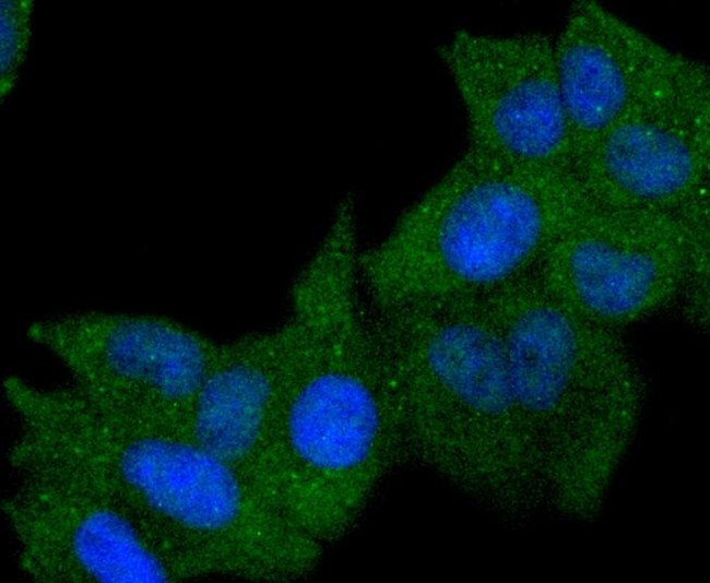 HLA-DR Antibody in Immunocytochemistry (ICC/IF)