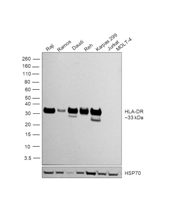 HLA-DR Antibody in Western Blot (WB)