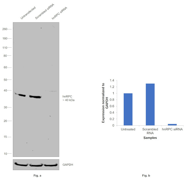 hnRNP C1/C2 Antibody