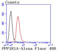 PPP1R1A Antibody in Flow Cytometry (Flow)