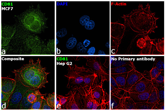 CD81 Antibody in Immunocytochemistry (ICC/IF)