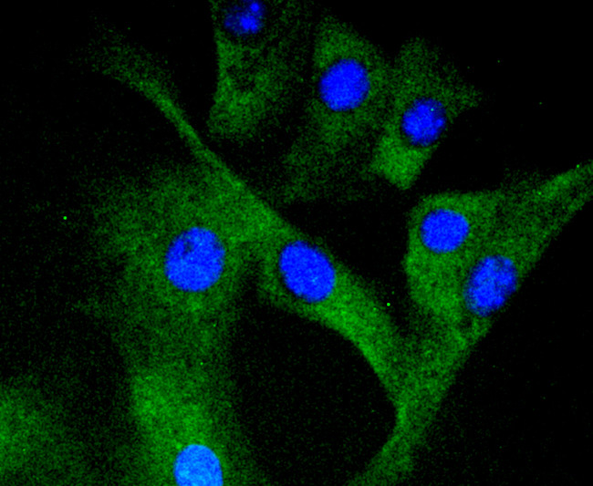 Phospho-MEK1 (Ser298) Antibody in Immunocytochemistry (ICC/IF)