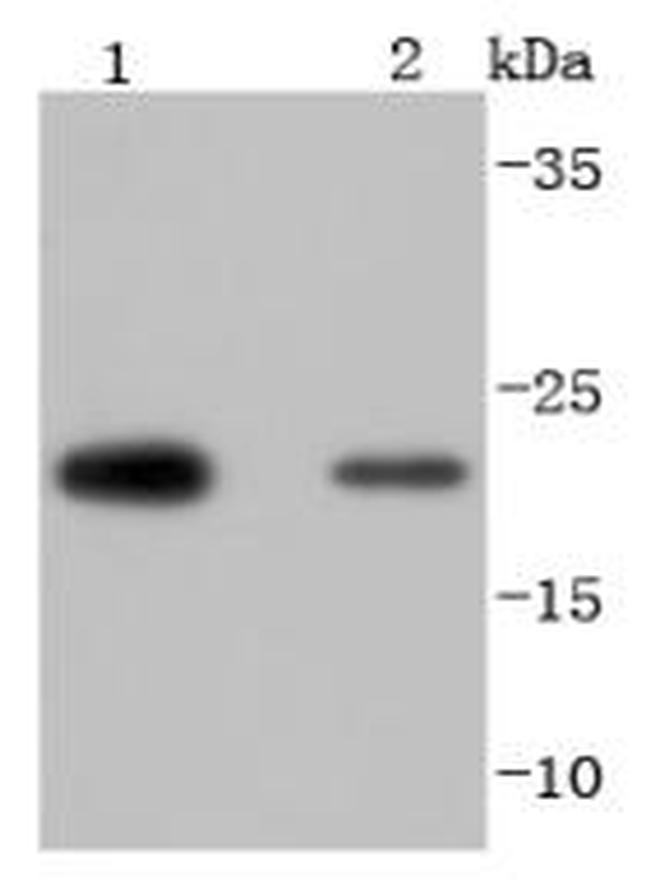 PRDX2 Antibody in Western Blot (WB)
