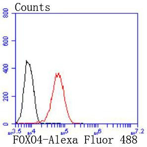 FOXO4 Antibody in Flow Cytometry (Flow)