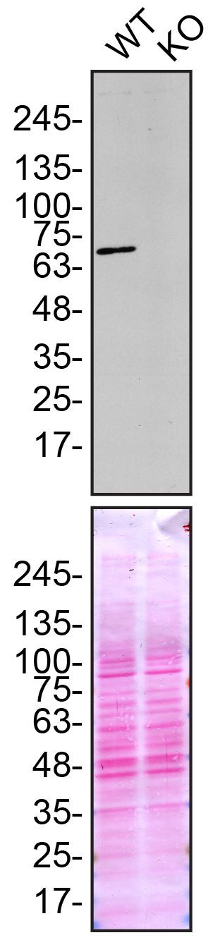 FUS Antibody