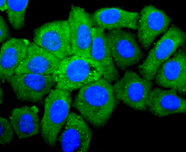 IGF2 Antibody in Immunocytochemistry (ICC/IF)