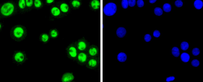 SP1 Antibody in Immunocytochemistry (ICC/IF)