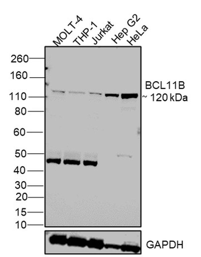 BCL11B Antibody in Western Blot (WB)