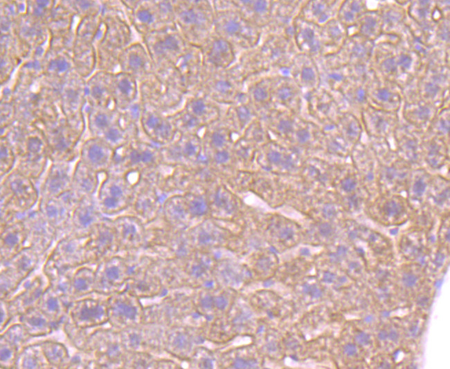 beta-2 Adrenergic Receptor Antibody in Immunohistochemistry (Paraffin) (IHC (P))
