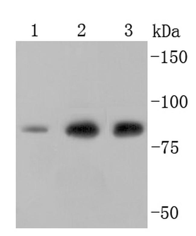 Ezrin Antibody in Western Blot (WB)