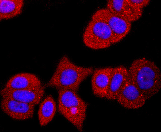 Transthyretin Antibody in Immunocytochemistry (ICC/IF)