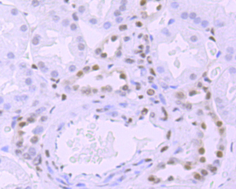 Phospho-RNA pol II CTD (Ser5) Antibody in Immunohistochemistry (Paraffin) (IHC (P))