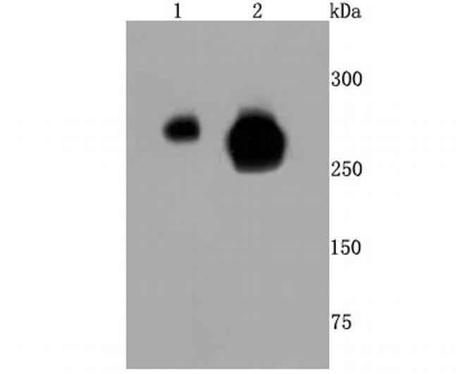 Phospho-RNA pol II CTD (Ser5) Antibody in Western Blot (WB)