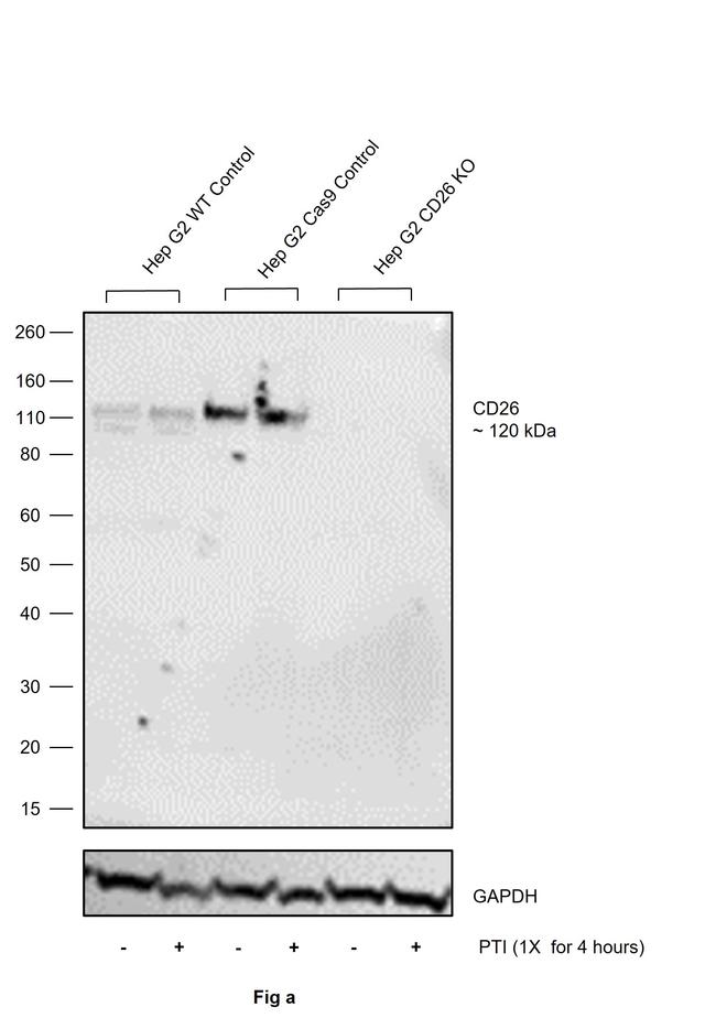 CD26 Antibody in Western Blot (WB)