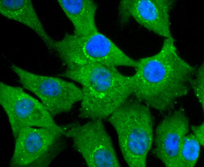 NUR77 Antibody in Immunocytochemistry (ICC/IF)