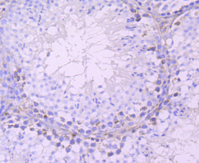 DAZL Antibody in Immunohistochemistry (Paraffin) (IHC (P))