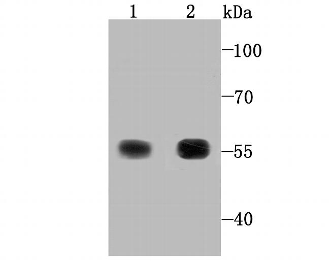 TrxR1 Antibody in Western Blot (WB)