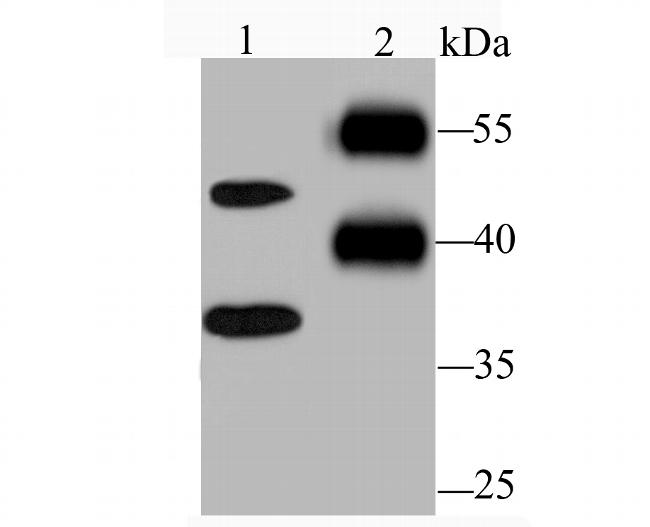 Nogo-B Antibody in Western Blot (WB)