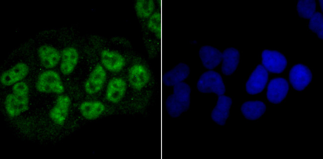 NRF1 Antibody in Immunocytochemistry (ICC/IF)