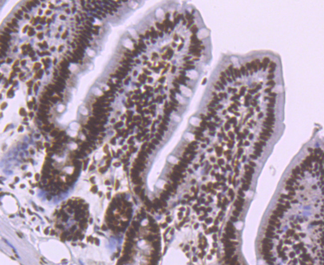 NRF1 Antibody in Immunohistochemistry (Paraffin) (IHC (P))