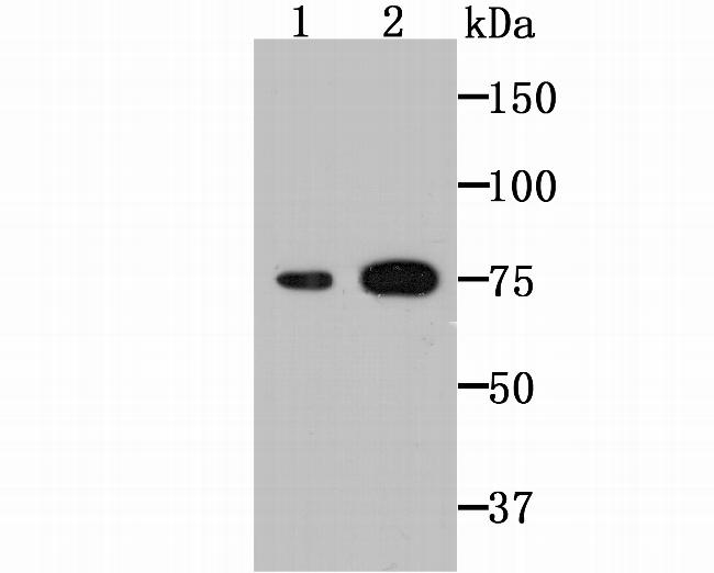 TGM2 Antibody in Western Blot (WB)