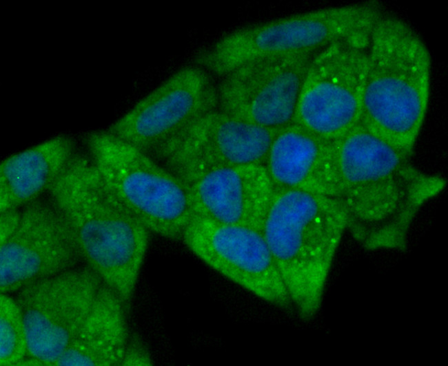 p23 Antibody in Immunocytochemistry (ICC/IF)