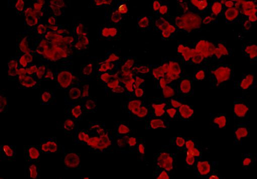 FGFR2 Antibody in Immunocytochemistry (ICC/IF)