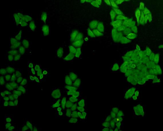 AKR7A2 Antibody in Immunocytochemistry (ICC/IF)